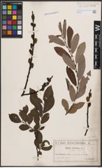 Foto von Salix cinerea L.